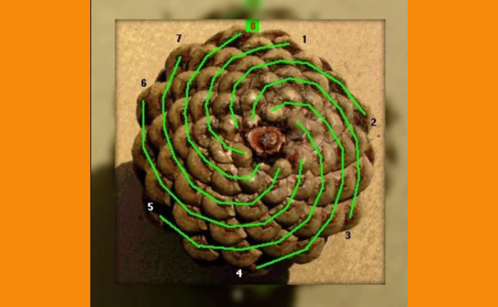 Spiral Pine Cone