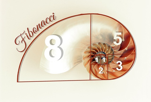 fibonacci-spiral seashell slice fibonacci spiral seashell slice